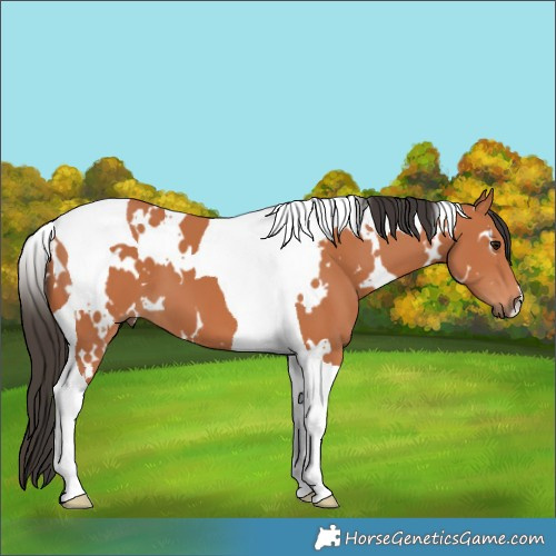 Horse Color:White Spotted Bay Tobiano 