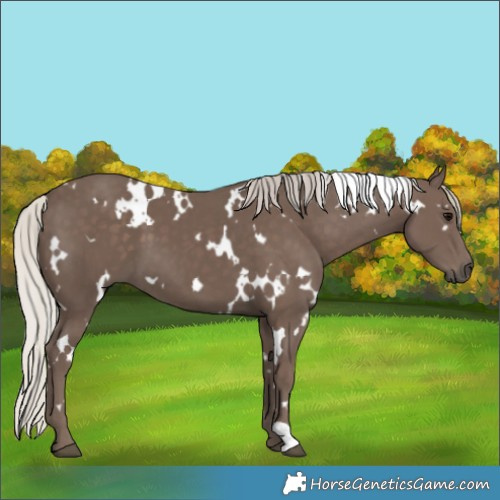Horse Color:White Spotted Silver Black 