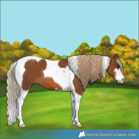 Horse Color:Chestnut Sabino Tobiano 