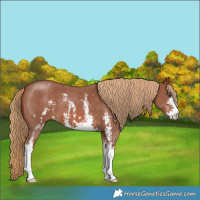 Horse Color:White Spotted Chestnut Sabino 