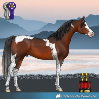 Horse Color:Bay Splash Tobiano
