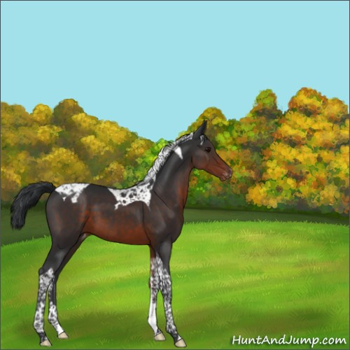 Horse Color:Brown Tobiano Appaloosa