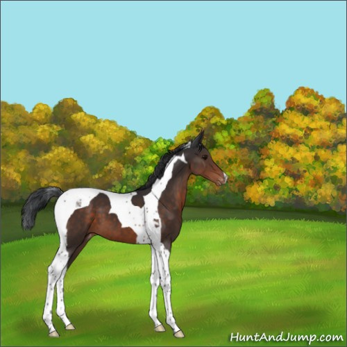 Horse Color:Brown Tobiano Appaloosa 