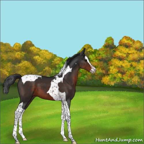 Horse Color:Brown Splash Tobiano