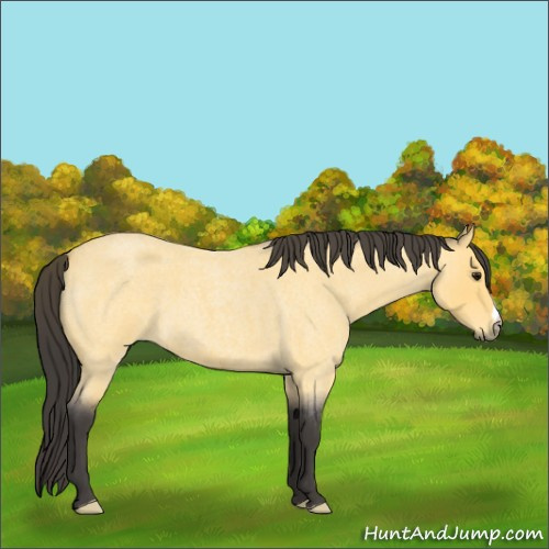 Horse Color:Buckskin Roan 