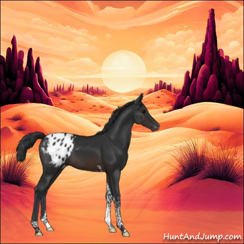 Horse Color:Brown Tobiano Appaloosa 
