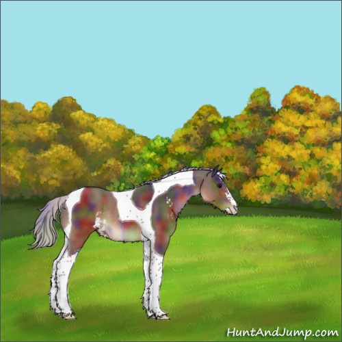 Horse Color:Nacre Silver Brown Sabino Tobiano Rabicano 
