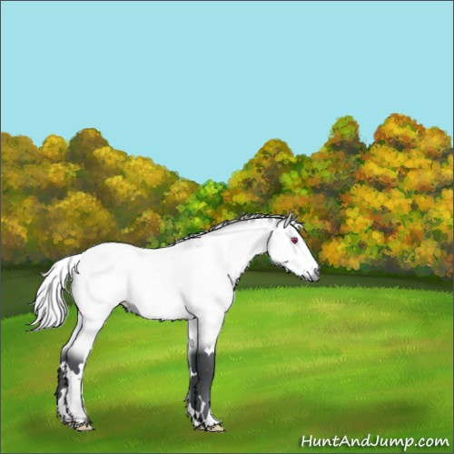 Horse Color:White Spotted Silver Bay Chinchilla Rabicano 