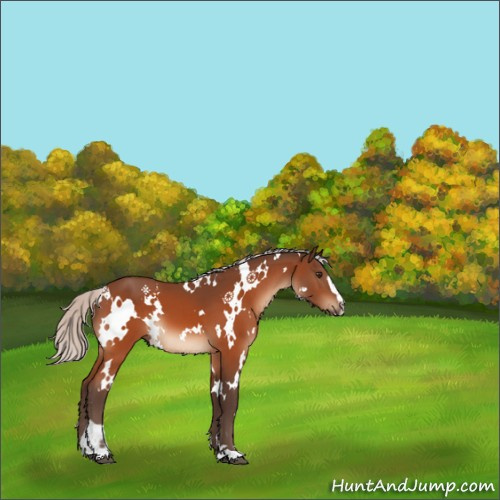 Horse Color:White Spotted Silver Brown Sabino 