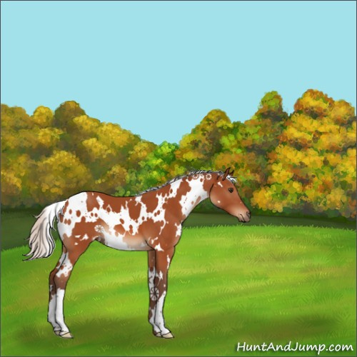 Horse Color:White Spotted Silver Brown 