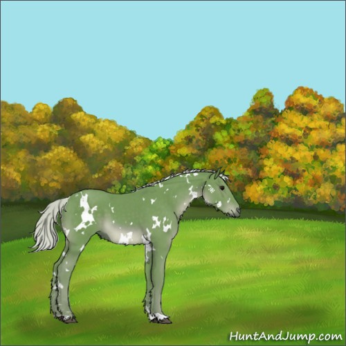 Horse Color:Watercolor White Spotted Silver Smoky Black 