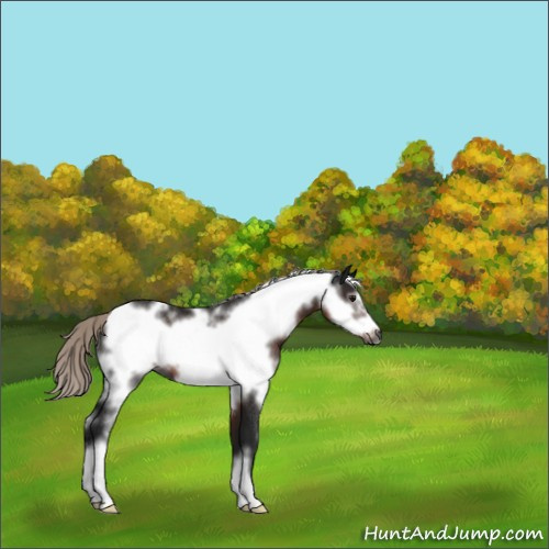 Horse Color:Gray White Spotted Silver Brown Frame Rabicano 