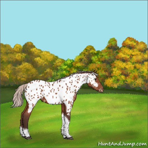 Horse Color:Silver Brown Tobiano Appaloosa 
