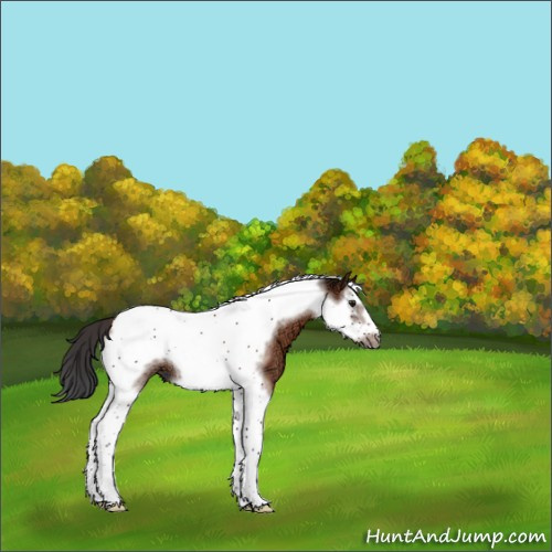 Horse Color:Brown Ice Sabino Splash Tobiano Frame Rabicano 