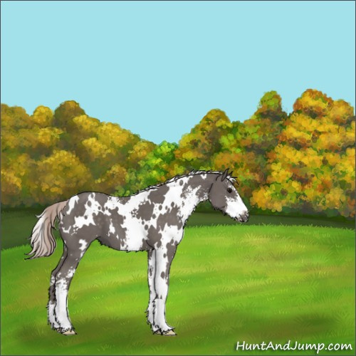 Horse Color:White Spotted Silver Black Sabino 