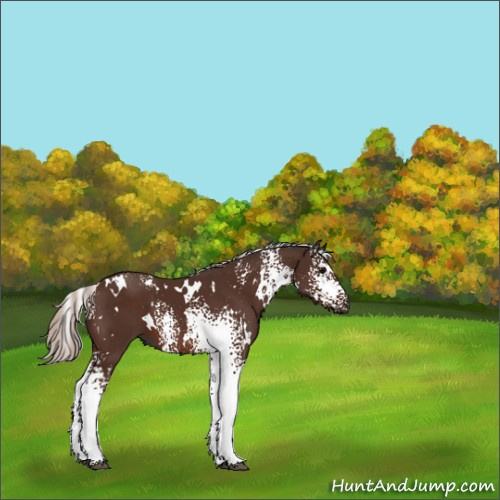 Horse Color:White Spotted Silver Brown 