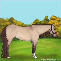 Horse Color:Chocolate Bay Dun