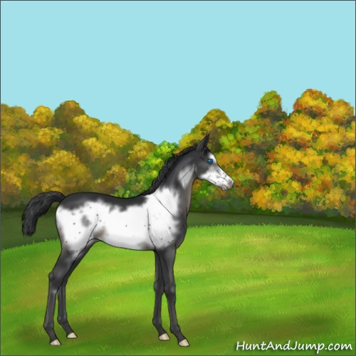 Horse Color:Black Frame 