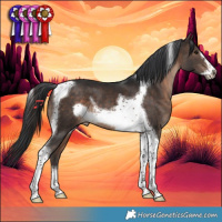 Horse Color:Brown Tobiano Frame 