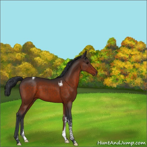 Horse Color:Bay Tobiano 