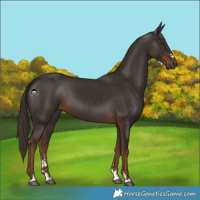 Horse Color:Liver Chestnut 