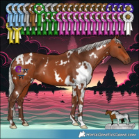 Horse Color:White Spotted Silver Bay