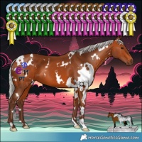 Horse Color:White Spotted Silver Bay