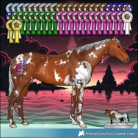 Horse Color:White Spotted Silver Bay 