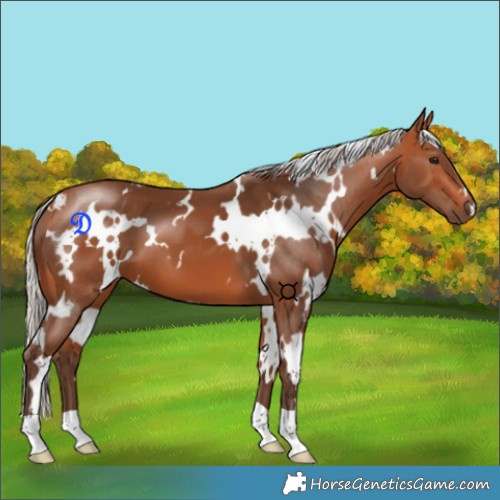 Horse Color:White Spotted Silver Bay