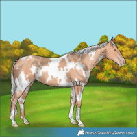 Horse Color:White Spotted Silver Amber Champagne 