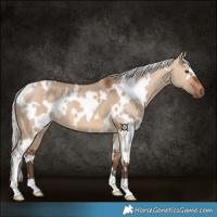 Horse Color:White Spotted Silver Brown Dun 