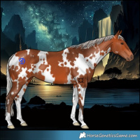 Horse Color:White Spotted Silver Bay 