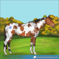 Horse Color:White Spotted Bay 