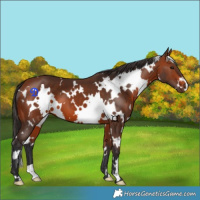 Horse Color:White Spotted Bay 