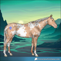 Horse Color:White Spotted Silver Amber Champagne 