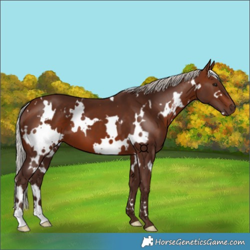 Horse Color:White Spotted Silver Brown