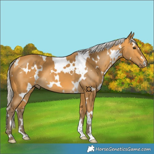 Horse Color:White Spotted Silver Buckskin 