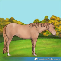 Horse Color:Gold Champagne 