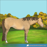 Horse Color:Amber Cream Champagne 