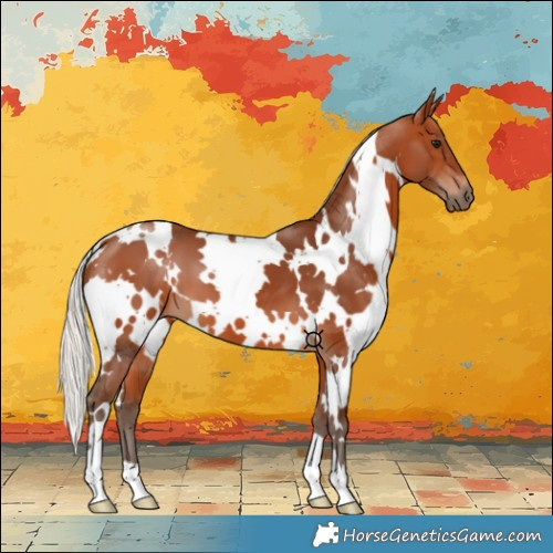 Horse Color:White Spotted Silver Bay 
