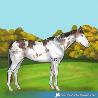 Horse Color:White Spotted Bay Splash 