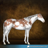 Horse Color:White Spotted Silver Bay Splash 