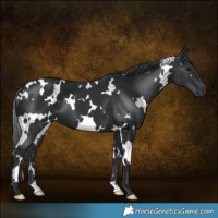 Horse Color:White Spotted Black