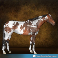 Horse Color:White Spotted Bay Rabicano
