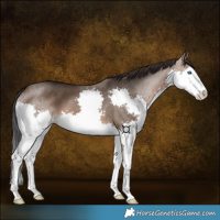 Horse Color:Brown Dun Splash