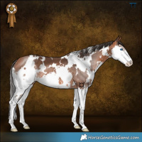 Horse Color:White Spotted Bay Splash 