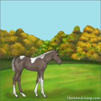 Horse Color:Silver Black Tobiano 