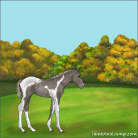 Horse Color:Silver Black Tobiano Appaloosa Rabicano