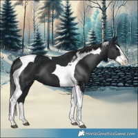 Horse Color:Painted Black Splash Tobiano 