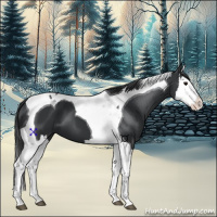 Horse Color:Black Splash Tobiano 